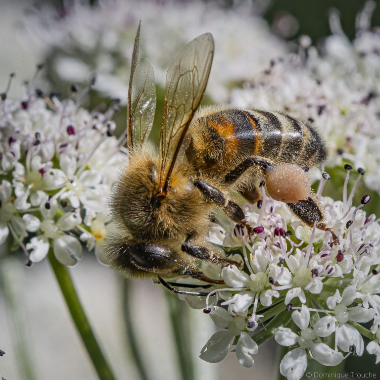 Abeille sur ombellifère