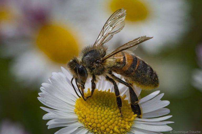 Abeille