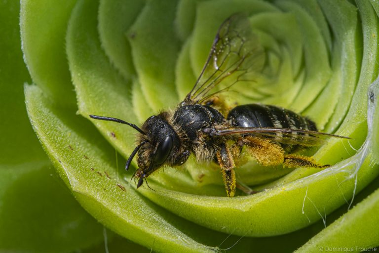 Abeille 