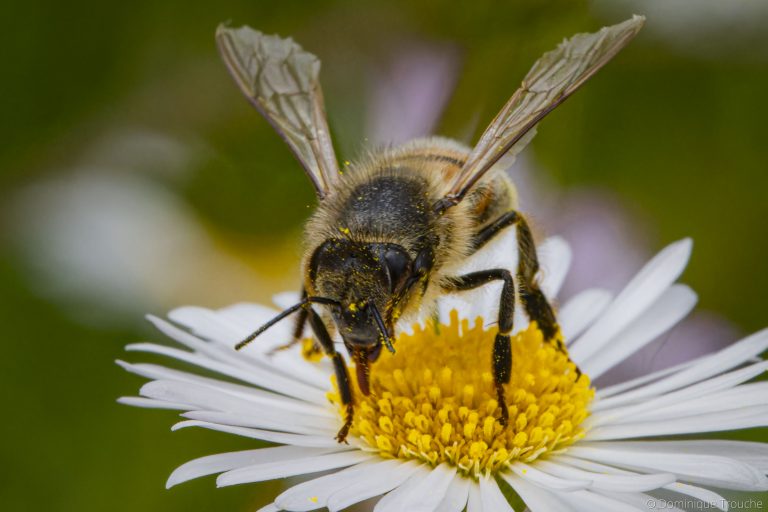 Abeille