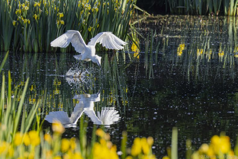 Aigrette garzette au Marais du Quellen
