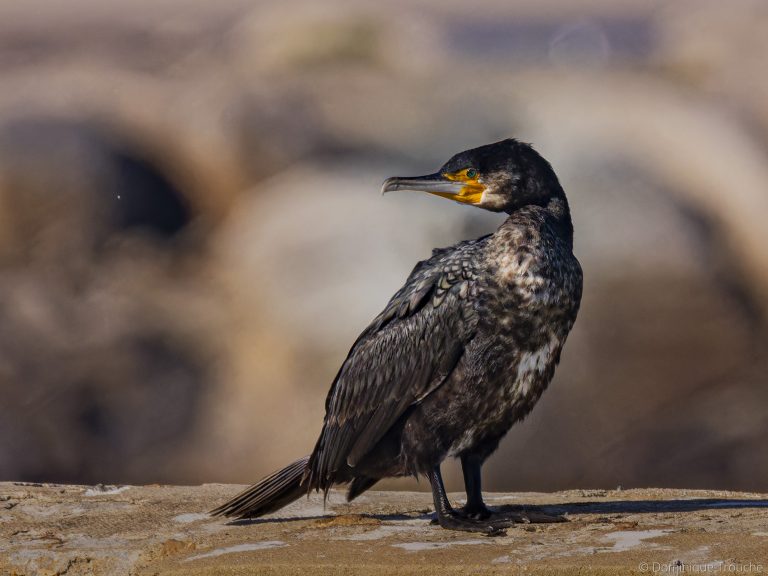 Photo Grand Cormoran