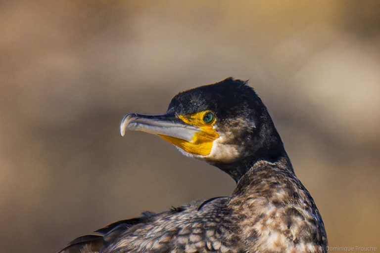 Photo Grand Cormoran
