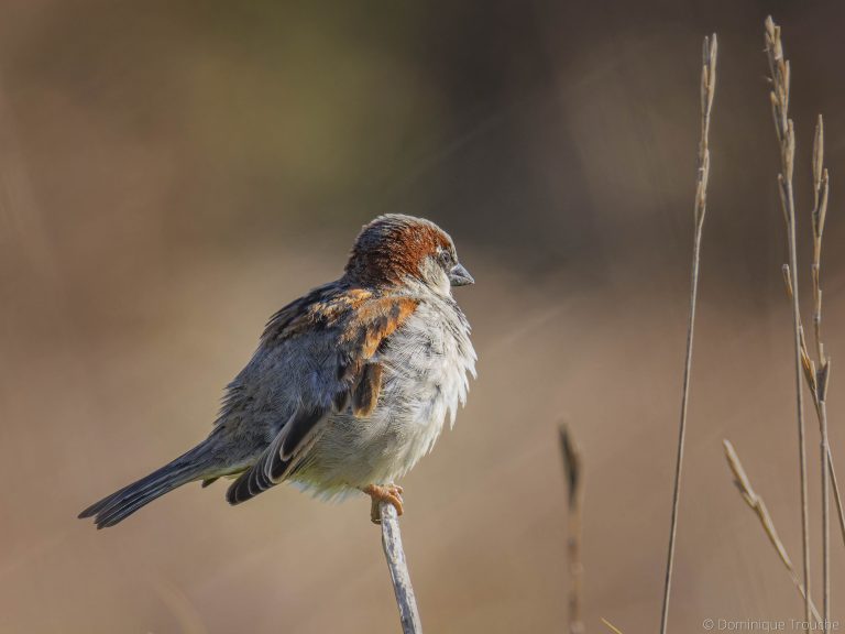 Photo Moineau domestique