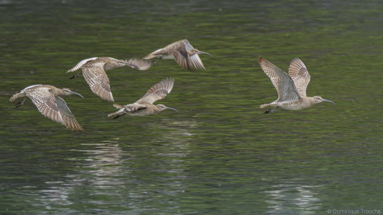 Courlis corlieu en vol au dessus du trieux