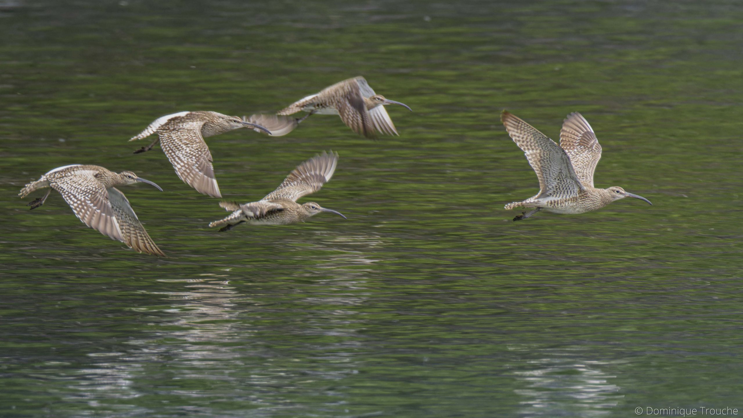 Lire la suite à propos de l’article Les oiseaux de La Roche-Jagu