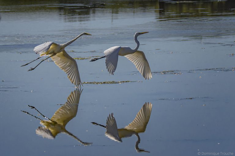 Photo de grande Aigrette