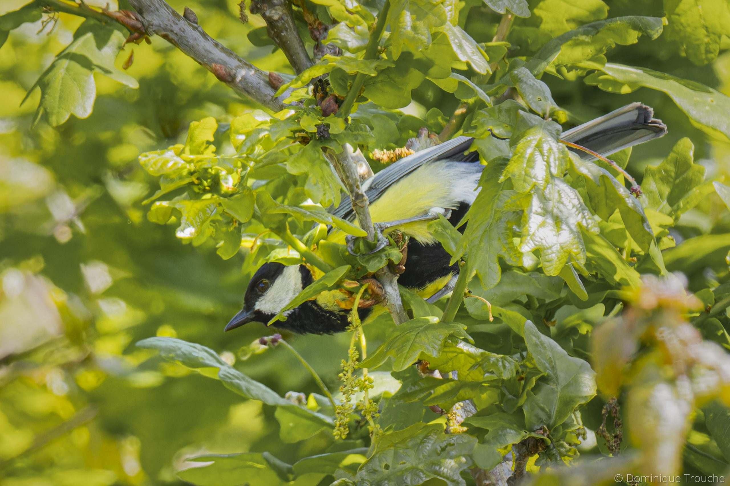 Mésange charbonnière