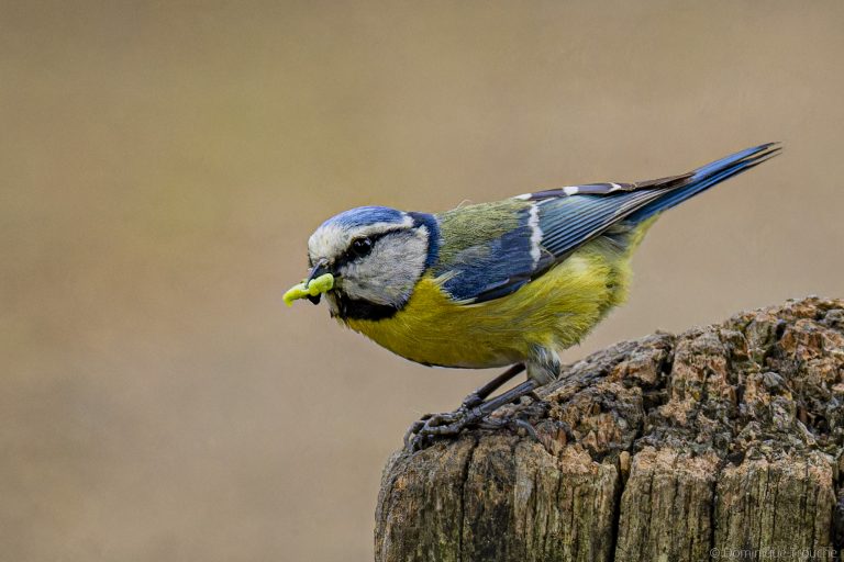 Mésange bleue se prépare à nourrir ses petits