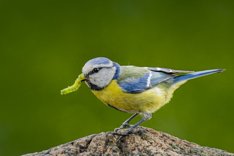 Mésange bleue se prépare à nourrir ses petits