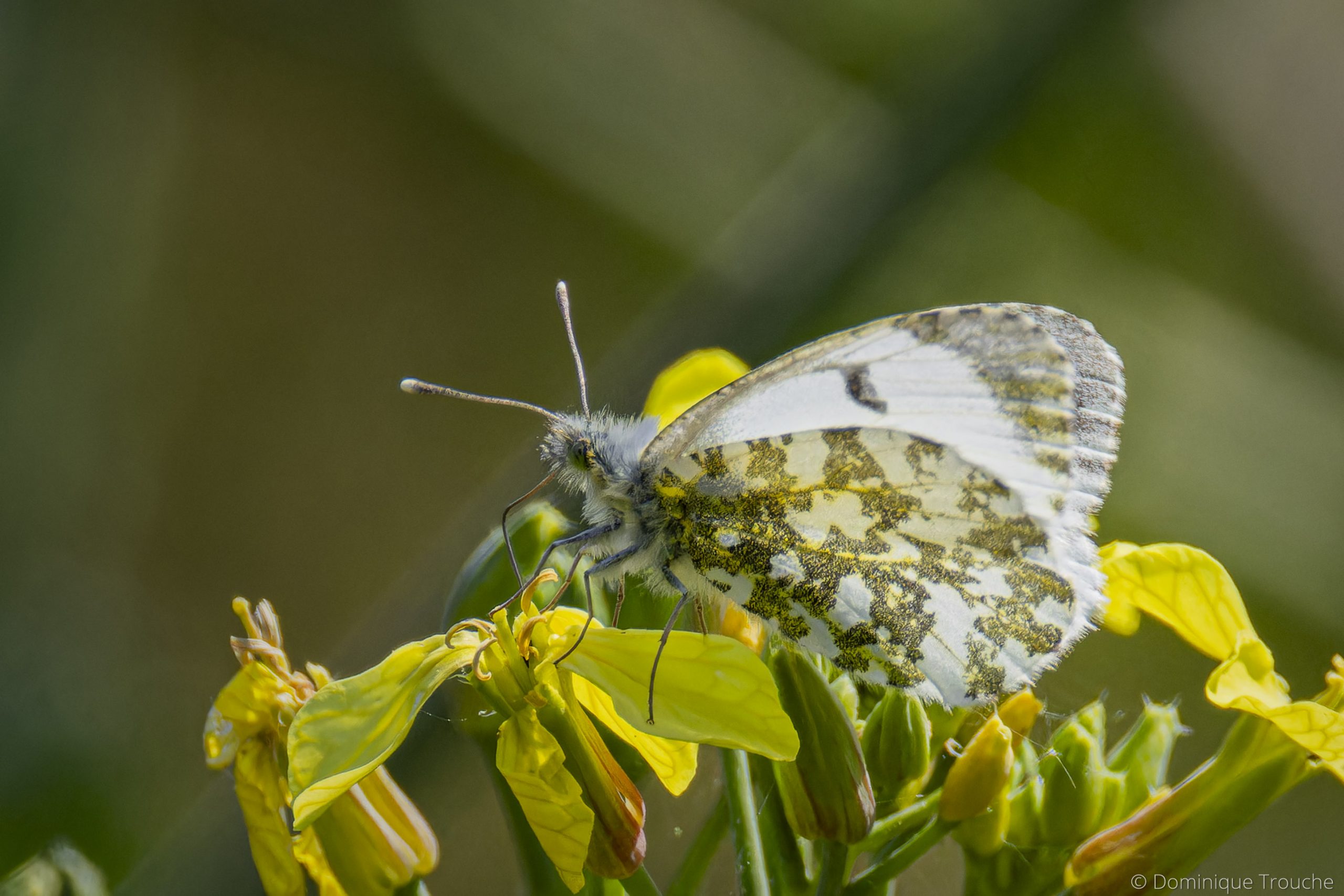 Papillon