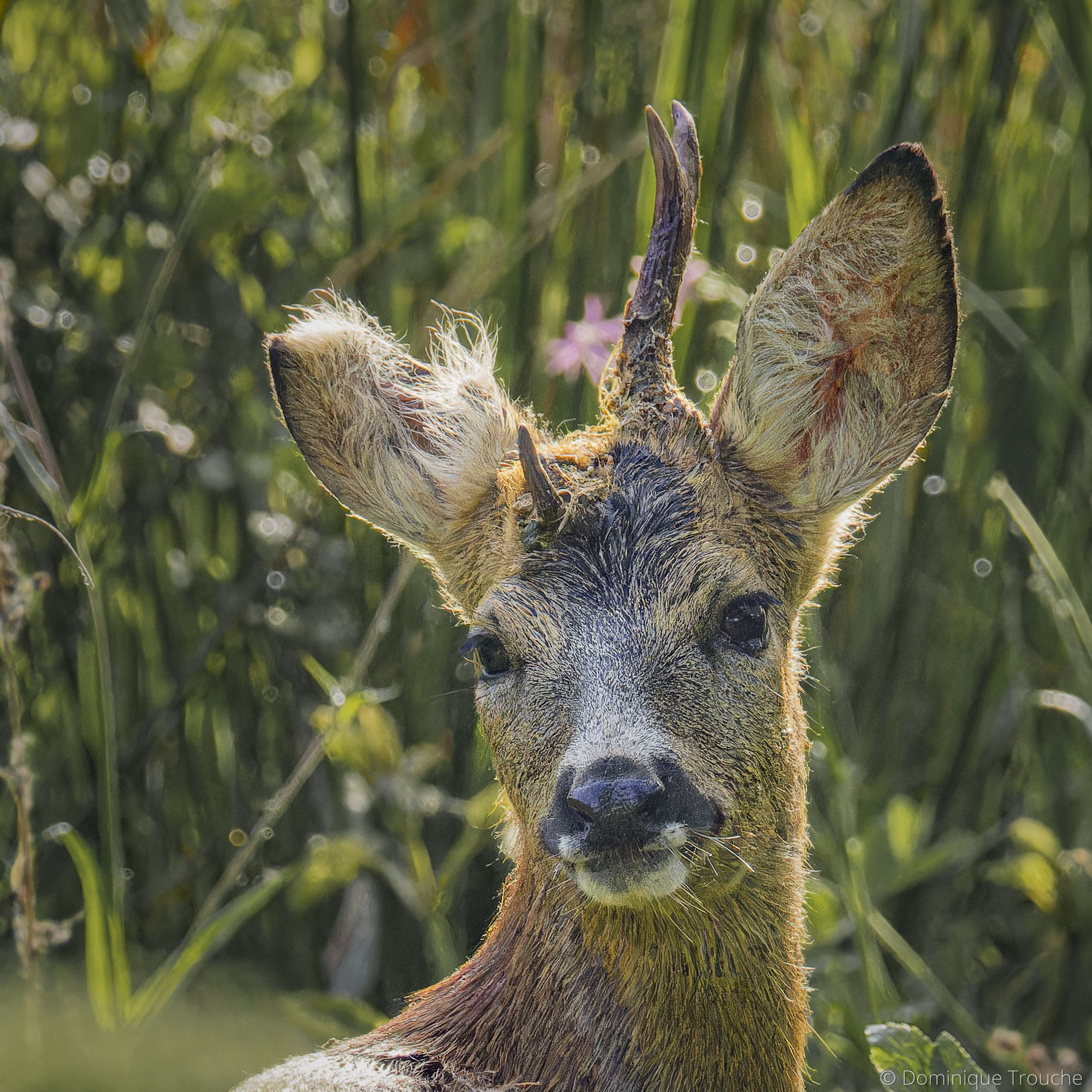 Lire la suite à propos de l’article Sortie photo naturaliste au Marais du Quellen
