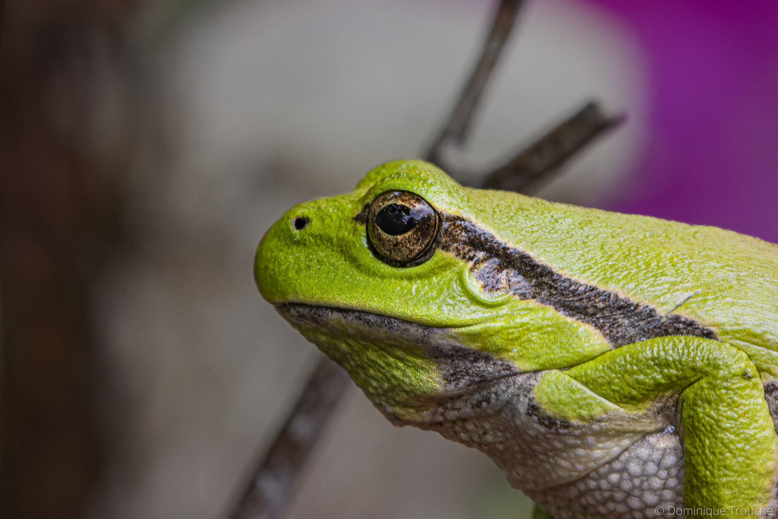 Lire la suite à propos de l’article Les créatures de mon jardin