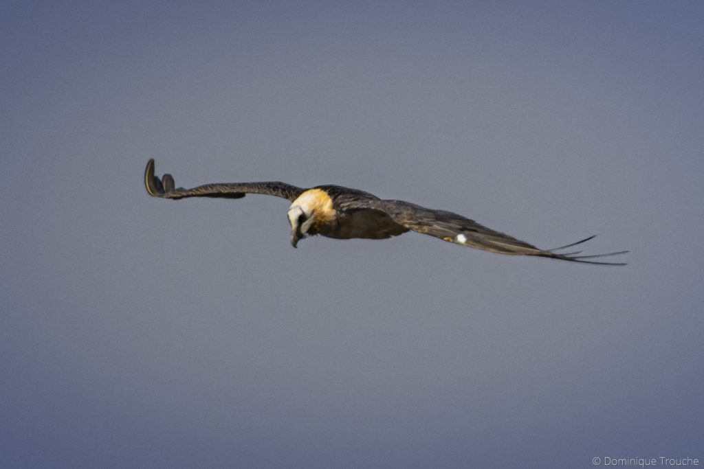 Photo de Gypaète barbu