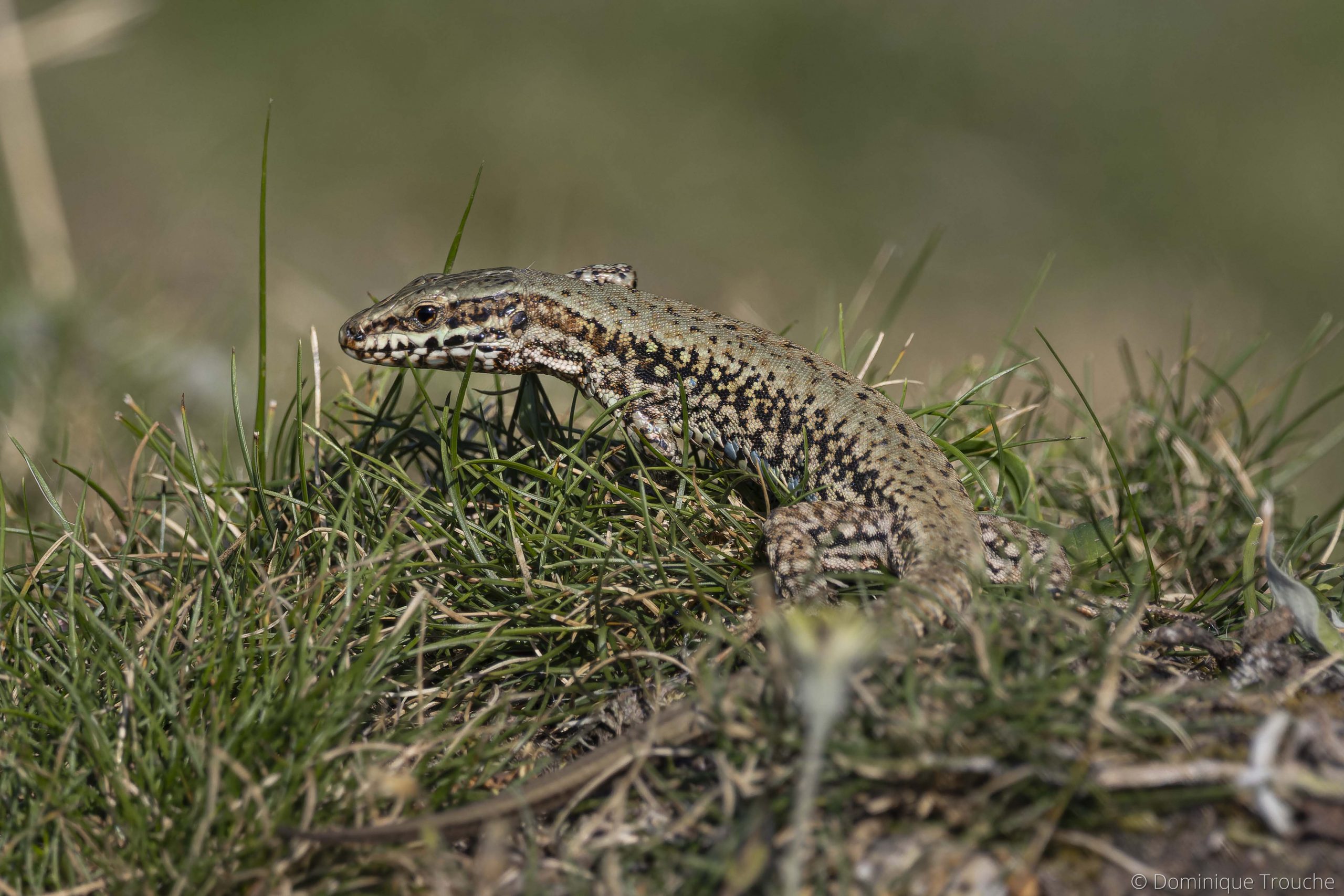 Lézard des murailles