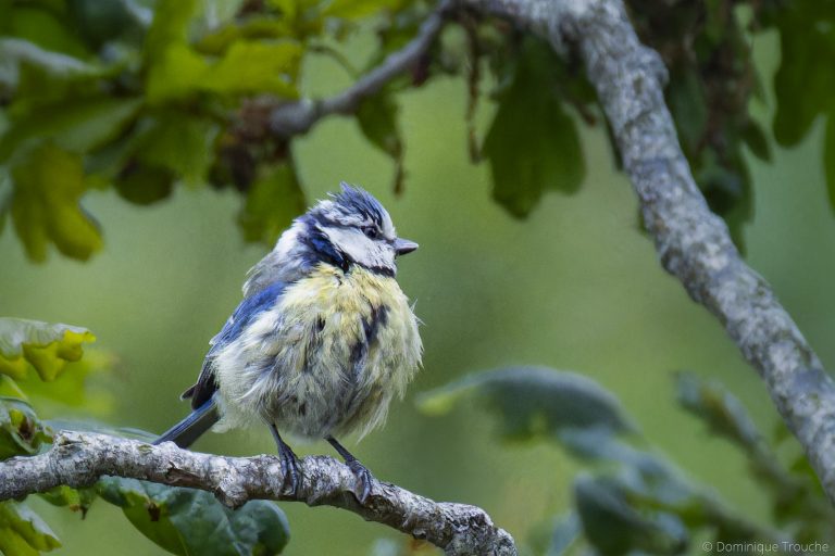 Mésange bleue