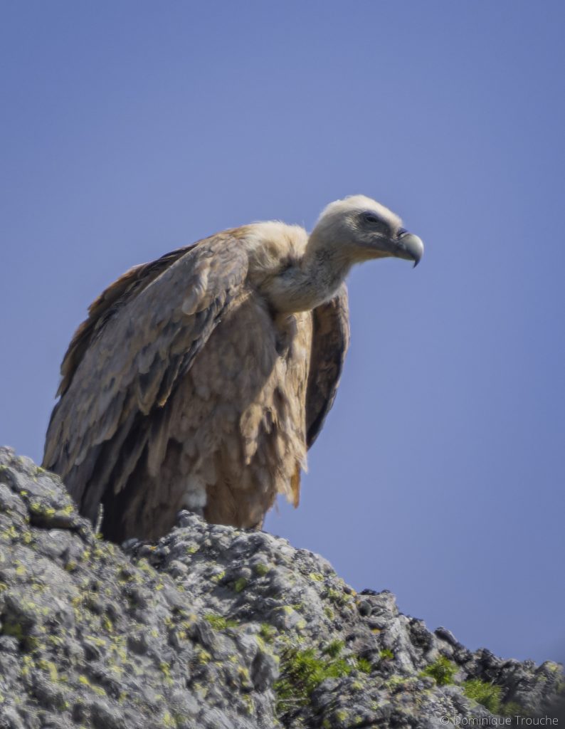 Photo de Vautour fauve