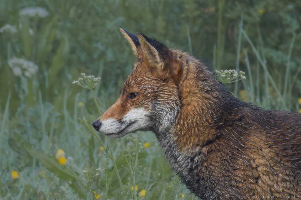 Photographie Renard Roux