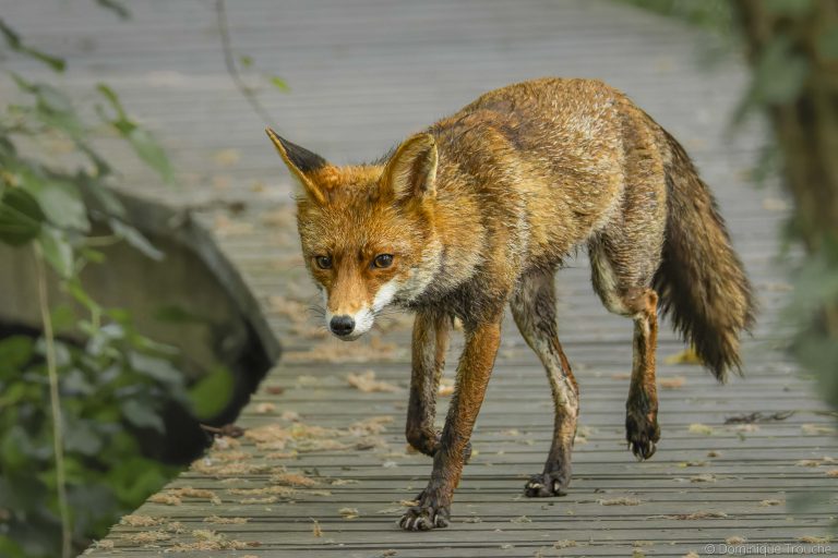 Renard Roux