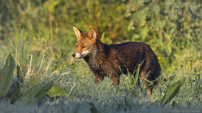 Renard Roux