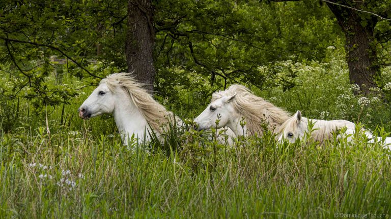 Chevaux camargue