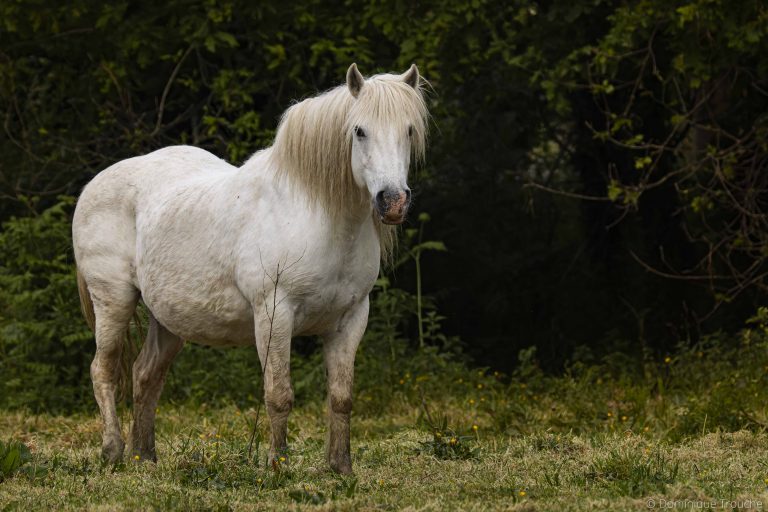 Photo cheval Camargue