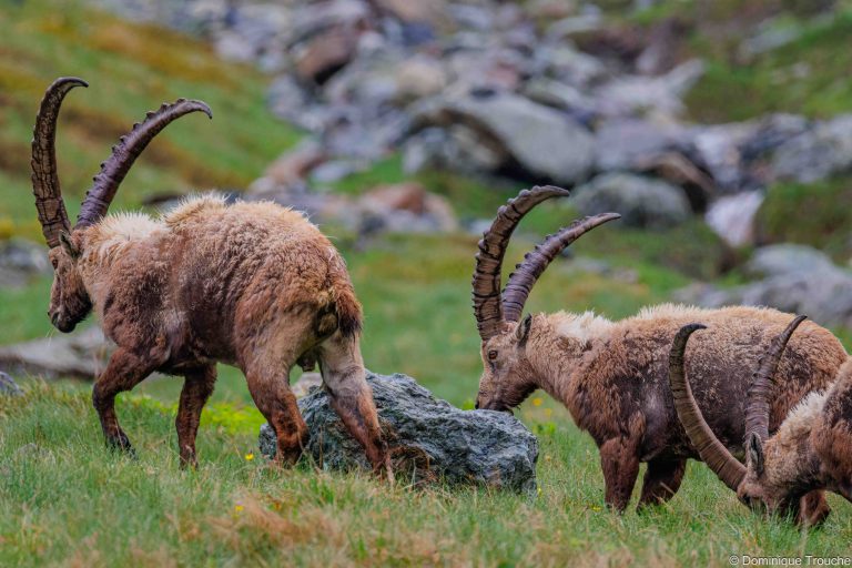 Bouquetin en Vanoise