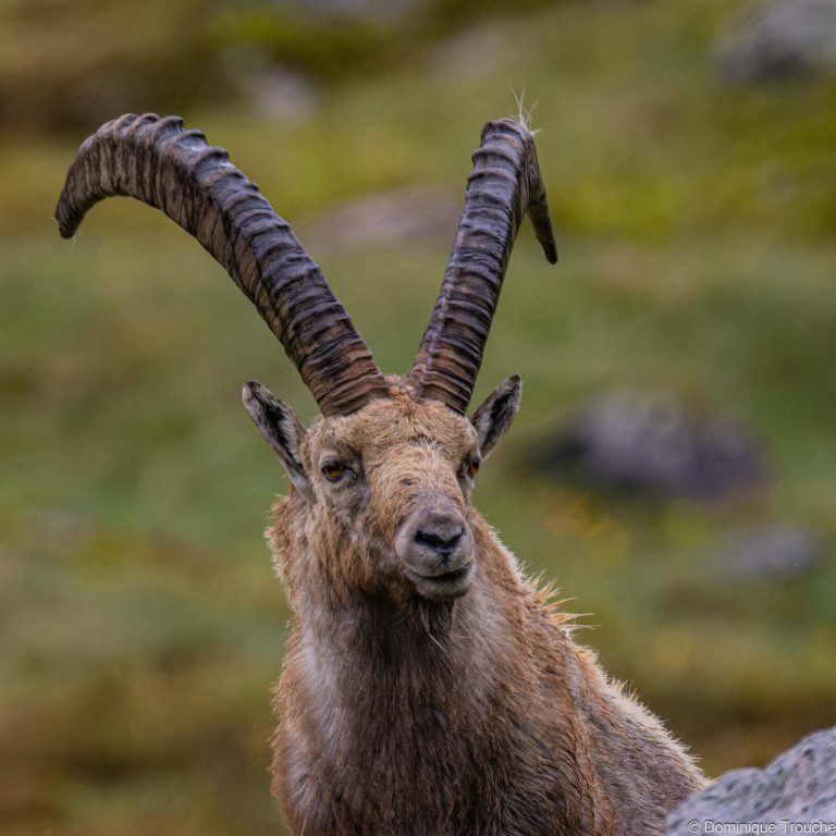 Bouquetin en Vanoise