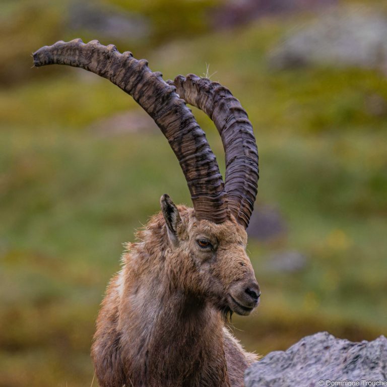 Bouquetin en Vanoise