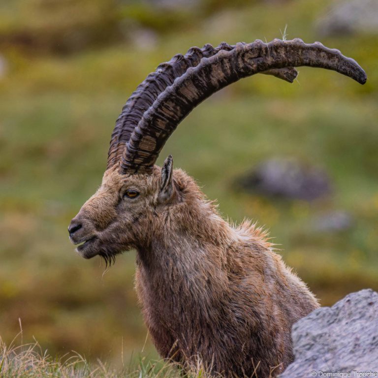 Bouquetin en Vanoise
