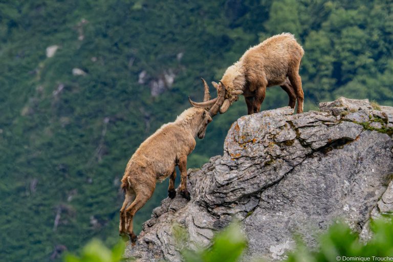 Bouquetin en Vanoise