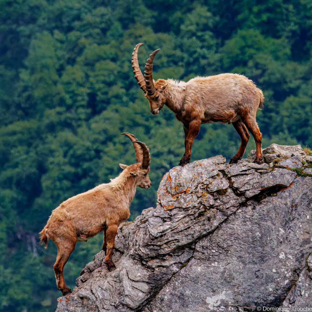 Photo de bouquetin en Vanoise