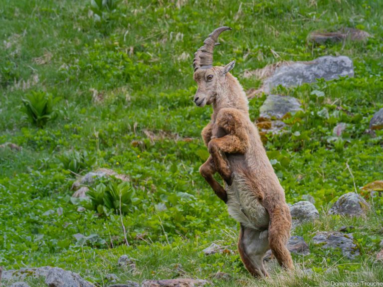 Bouquetin en Vanoise