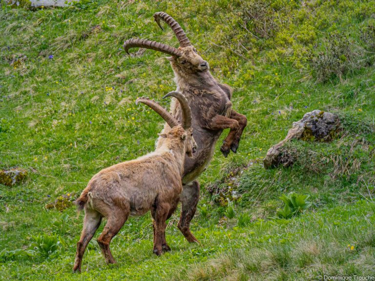 Bouquetin en Vanoise