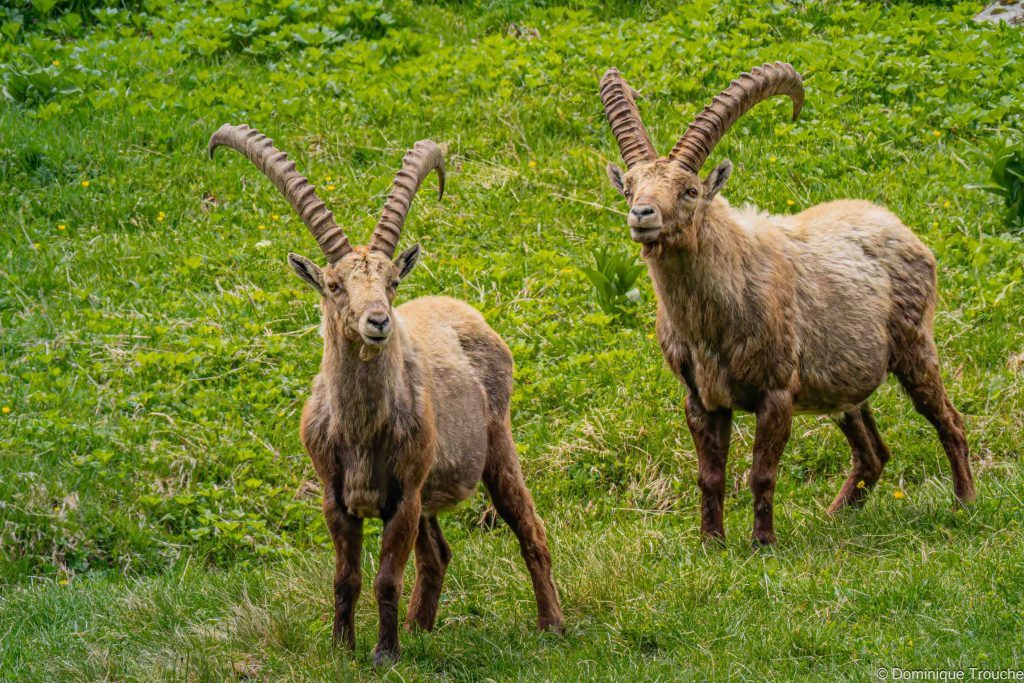 Photo de bouquetin en Vanoise