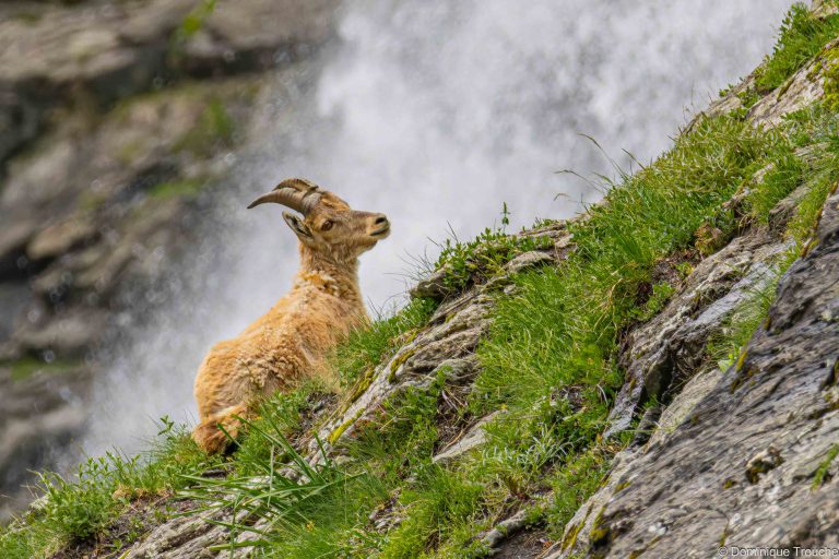 Bouquetin en Vanoise