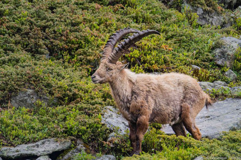 Bouquetin en Vanoise