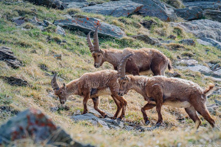 Bouquetin en Vanoise