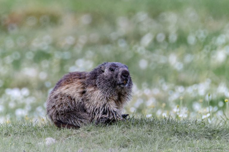 Marmotte en Vanoise