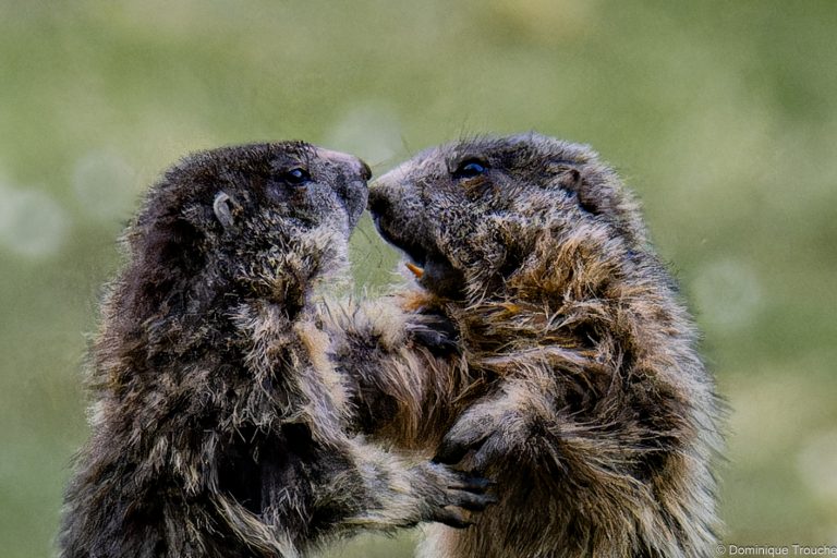 Marmotte en Vanoise