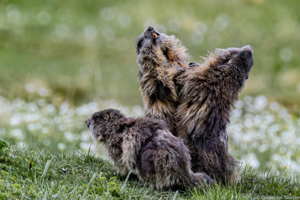 Photo de Marmotte en Vanoise