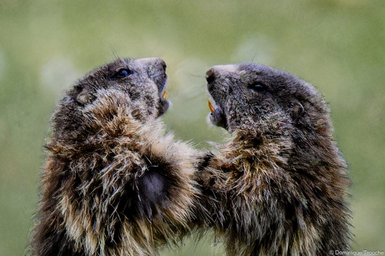 Marmotte en Vanoise