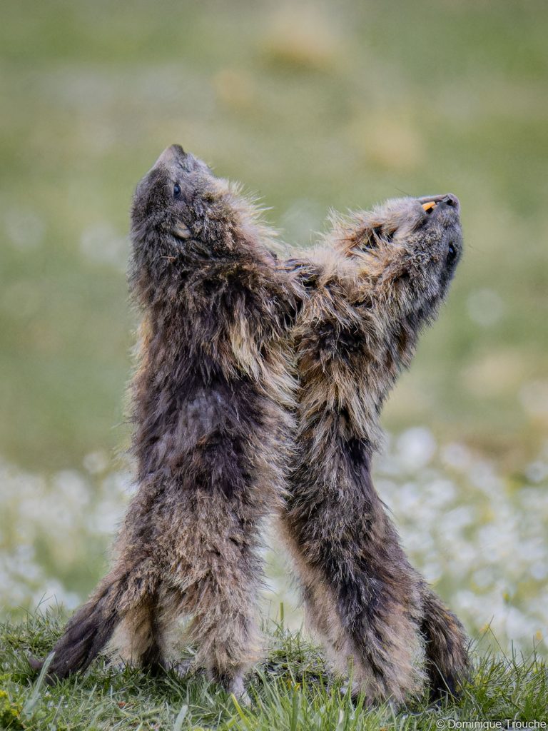 Marmotte en Vanoise