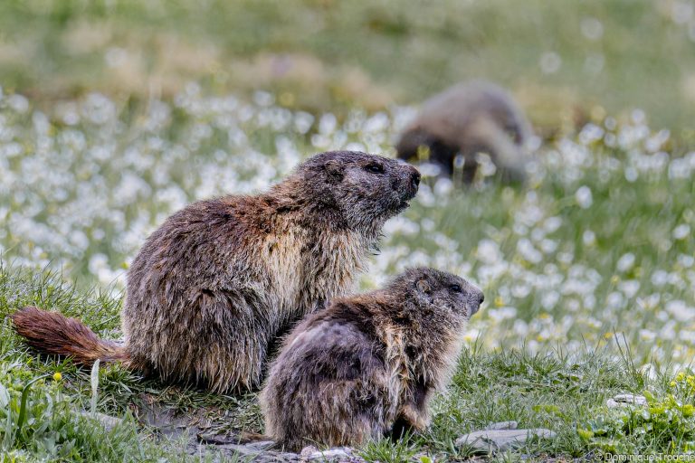 Marmotte en Vanoise
