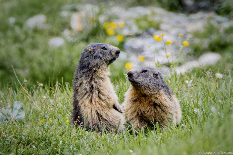 Marmotte en Vanoise