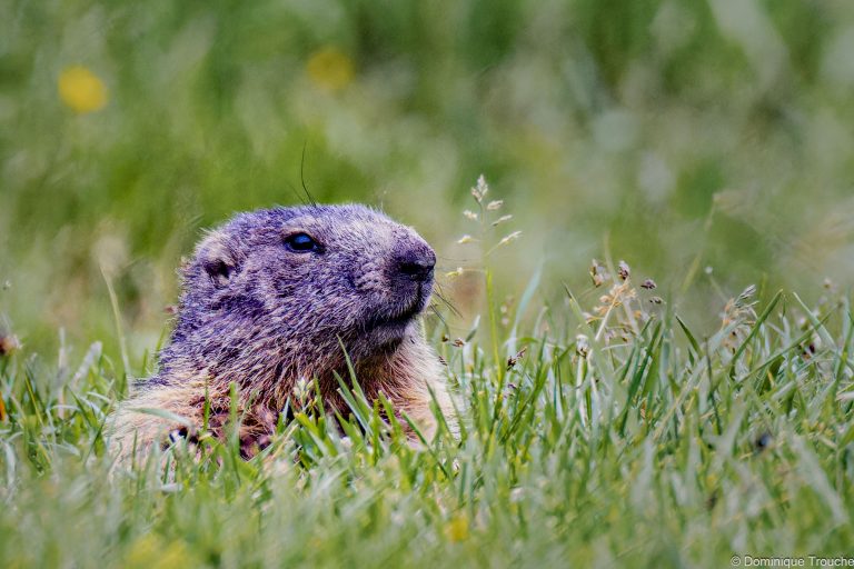 Marmotte en Vanoise