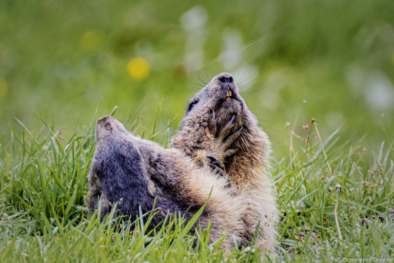 Marmotte en Vanoise