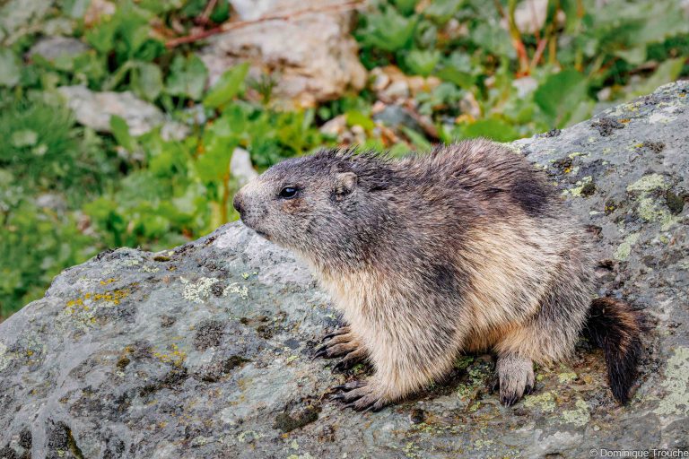 Marmotte en Vanoise
