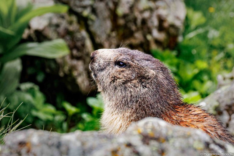 Marmotte en Vanoise