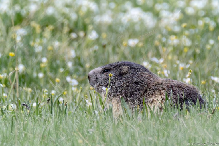 Marmotte en Vanoise
